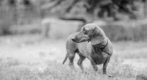 WordPress Sitenizi Hacklenmeye Karşı Daha Dayanıklı Hale Getirmenin Pratik Yolları